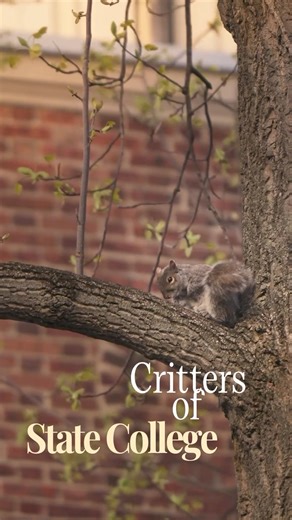🐿️🐢🐠 | Penn State