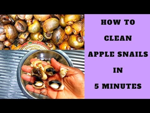 Quick & Easy Apple Snail Tutorial | How To Clean Snails | Step By Step Tutorial