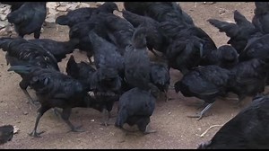 493K views · 10K reactions | ಮನೆಯಲ್ಲೇ ಕಡಕನಾಥ್ ಕೋಳಿ ಸಾಕಾಣಿಕೆ ಮಾಡಿದ ರೈತ ಮಹಿಳೆ #kadaknaath #chicks #kadaknatfarming #krishinaadu | Krishi Naadu | Facebook