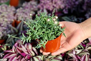 String of Dolphins 2" 4” - Etsy