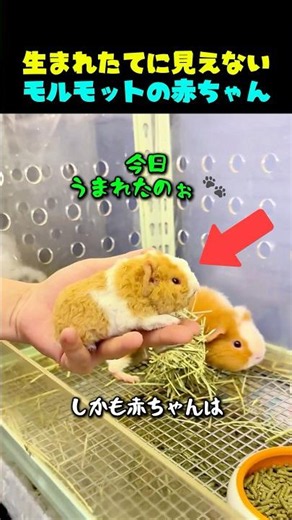 生まれたてとは信じ難いモルモットの赤ちゃん