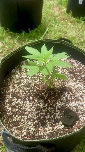 Blue Zushi Day 18 | Homegrown Cannabis in Tropical | Weed Outdoor Grow | #BudHead