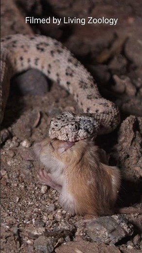 Venomous rattlesnake kills a mouse