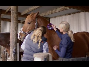 Equine Microchip Implanting Guide