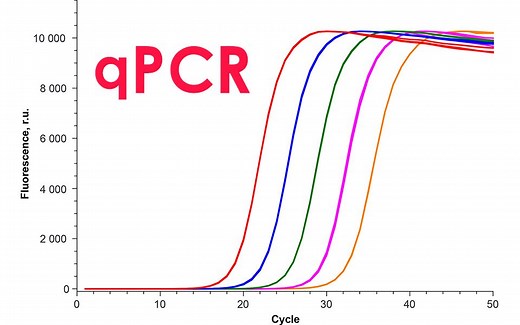 【实验】qPCR原理，实时荧光定量PCR ，SYBRgreen法，Taqman探针法区别