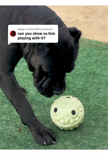 Best Dog Toys for Big Dogs to Enhance Enrichment