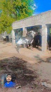 321K views · 17K reactions | #fbreels #dhani #bull #race #riding #videoviral #punjabi #farm | Shahid Awan Pak | Facebook