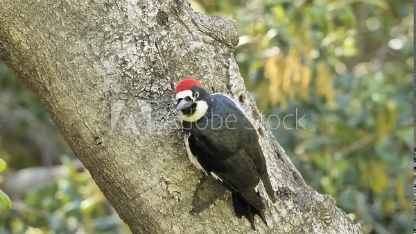 Acorn Woodpecker (Melanerpes formicivorus) on a tree. It is a medium-sized woodpecker that lives in North, Central and partly South America.