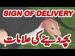 Signs of cow delivery|Signs of animal delivery|Cow or Heifer is about to give birth|Cow delivery