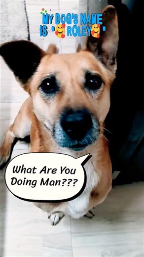 My Dog's Hilarious Attitude Towards The Camera.
