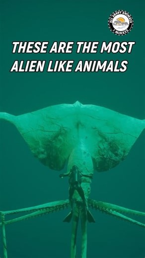 These are the Most Alien like Animals ever Existed on Earth👽 #oceananimals #seacreature #marinelife #seaanimals #sealife #aquaticlife #nature #animallovers #wildlife #reelsinstagram #reelvideo #reelsinsta #reelsviral #reels #shorts #short #animalsofinstagram #animalsoftiktok #everyone #highlights | All About Animals