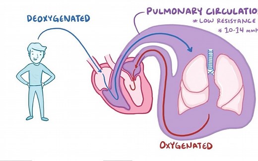 【Osmosis】Cor pulmonale | 慢性肺源性心脏病/肺心病