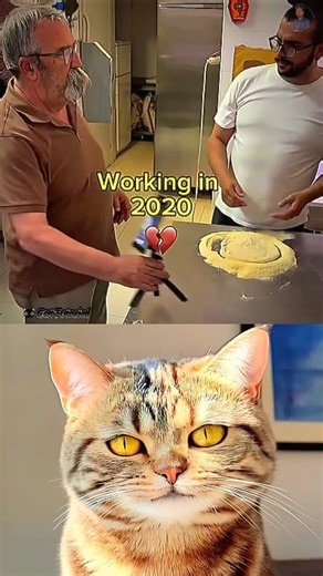 15K views · 43 reactions | give this video title (warning answe) #memes #viral #funny #foryou #dance #RelatableCats #memecats #CatReactions #catmemes #Welcome #cattutorial | Cat Tutorial | Facebook