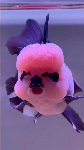 Goldfish life feeding #goldfish​ #goldfish#comet​ goldfish #fantail​ goldfish