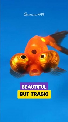 The Surprising TRUTH About Celestial Eye Goldfish You Never Knew