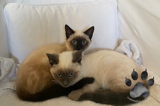 Where to Find Siamese Kittens For Sale Near You