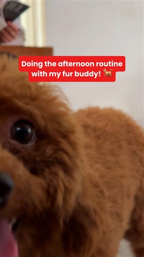 Does your dog experience digestive discomfort? 🤔 Time to give them Royal Canin Digestive Care! It’s proven to help up to 97% of dogs to develop optimal stools that are neither too soft nor too hard. Shop for Royal Canin’s Digestive Care dog food now at our Lazada and Shopee stores 🛒 Follow us now on TikTok: @royalcaninph | Royal Canin