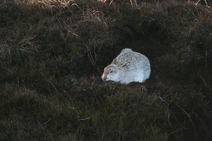 England’s mountain hares at risk from climate change - PTES
