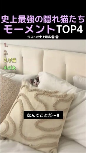 史上最強の隠れ猫たちモーメントTOP4