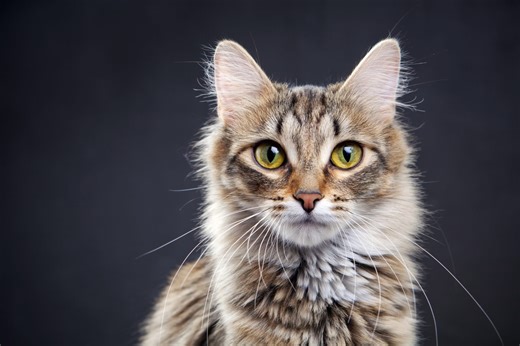 History’s Most Famous Felines - Discovery UK