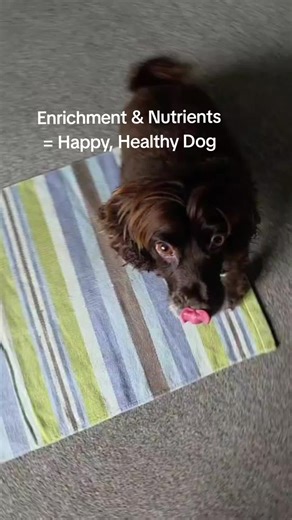 Enhance Your Older Dog's Routine with Enrichment Activities