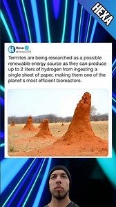 Termites are being researched as a possible renewable energy source😮👀#memes #termites #science