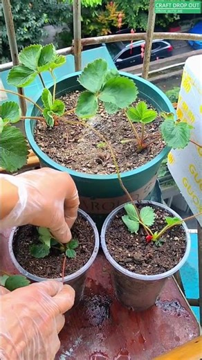 Growing New Strawberries from Runners! 🍓🌱