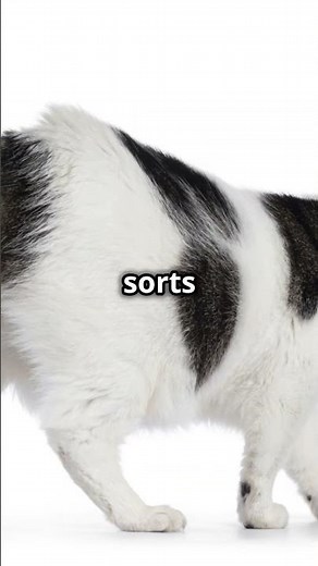 Manx Cat Breed 101 The Tailless Wonder! #catbreed