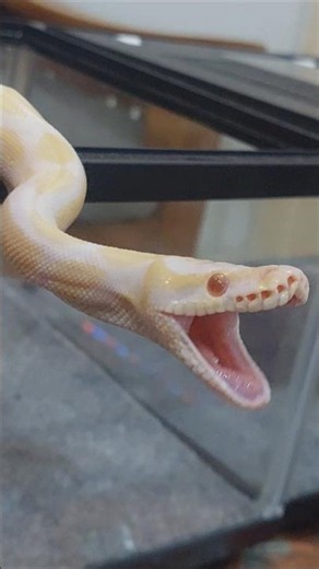Beautiful Ball Python