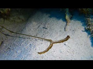ボネリムシ、ボネる。