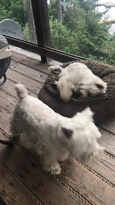 73K views · 9.8K reactions | We are on vacation. Pickles sat on top of Piper’s favourite toy and this is the comedy act that followed ❤️ | The Piper Chronicles | Facebook