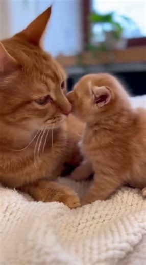 Learning from the Best 🐾 | Mama Cat Teaches Her Kitten with Love #mamacat #CuteKittens #catfamily