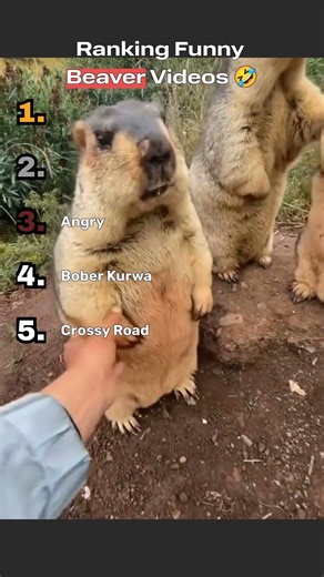 Ranking Funny Beaver Videos