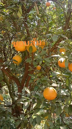 ขายได้ขายดี บุ๋มเบเกอรี่ on Instagram