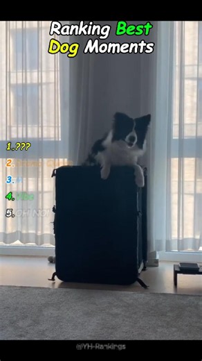 Ranked: The Dog Moments That Made Us Scream #dogs #shorts #funny