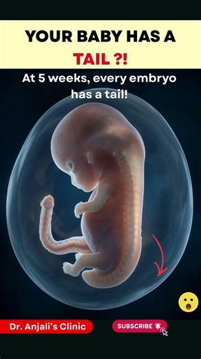 Where did your tail go? 5 Week Embryo🤔