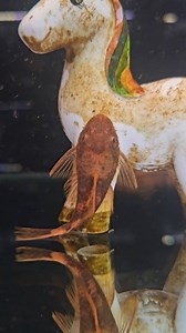 86K views · 9.3K reactions | The ultimate noming machine . . . #fishkeeping #aquariumhobby #fishtank #fishkeepinghobby #bristlenosepleco #oddlysatisfying | New Life Aquarium Keysborough | Facebook