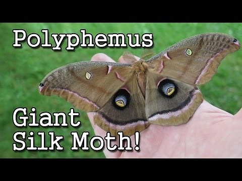 The Giant Silk Moth: Polythemus
