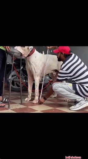 Discover Bully Kutta Dog Breeds and Their Traits