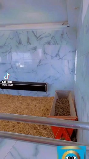 37 reactions · 11 shares | Average cost about $2000 upwards. They grow and weight up to size of a heavy calf. They are also kept as show of wealth and prestige. We have a few in Nigeria and we are all waiting to see if they acclimatize to south west Nigeria. We are also enquiring their maternity abilities if the sheep make good nursing mothers. | K-F Agro Tech And Agro Service | Facebook