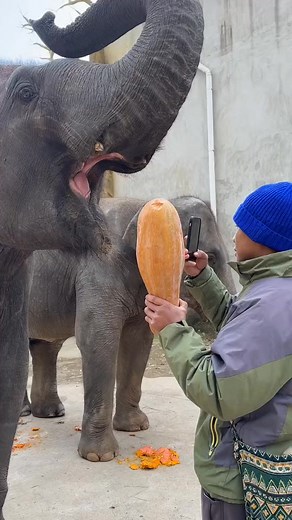109K views · 699 reactions |  Elephants have a calming presence that fills the zoo with peace  #ElephantLove #WildlifeProtection #ZooAdventures | ZooCrew | Facebook