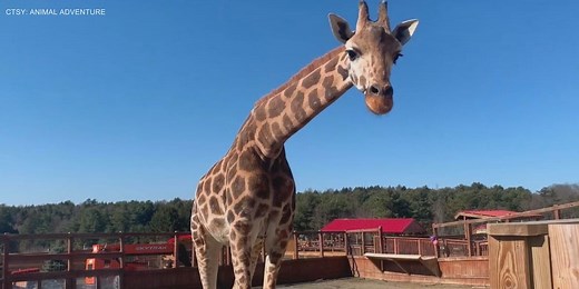 Giraffe from Animal Adventure Park passes away