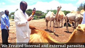 We treated thirty Camels in lower shabelle region.. We treated the following case- 1.parasitesHelminthsTicks trypanosomiasis . 2. mastitis .............................. We used the following drugs. . 1. Oxytetracycline. 2. Veridium 125 mg. 3. Levemisole. 4. Alpemdizole. 5. Intermactine 6.penstrep. 7.moltivitin 8.Vitamin E-Selenium ------------------------------------- NB:We performed the treatment on a variety of camels in different farms ............. - We gave each animal a special medicine t