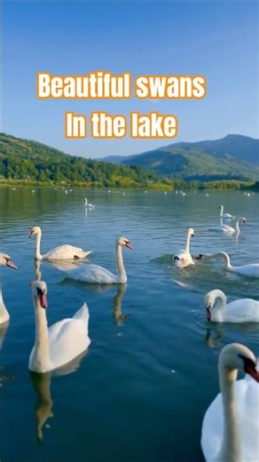 Lovely Swans swimming in the Lake | #swans
