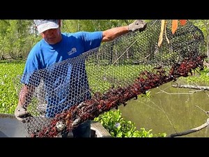 Crawfishing In The Atchafalaya Basin W/ Kip Barras (Catch*Cook) Crawfish Boil For 500 People.