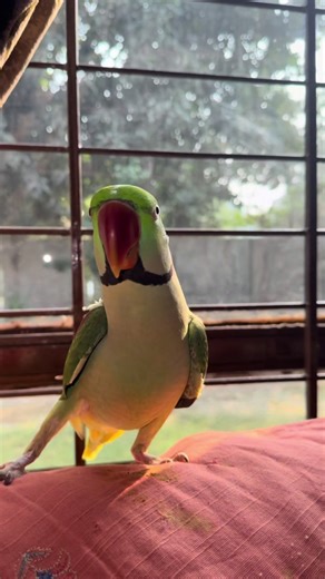 Engaging Talking Parrot Moments You Can't Miss