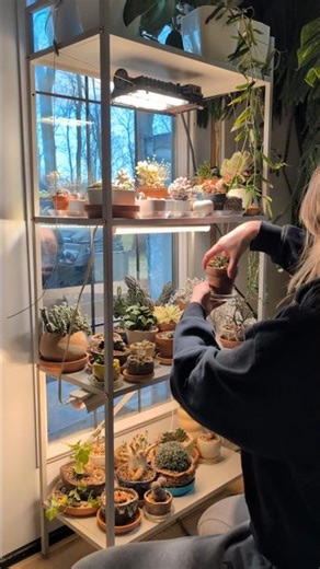 Setting up my succulent shelf 💜🌵🏵️