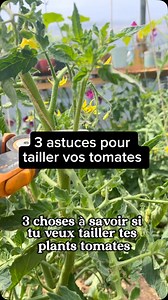1K views · 5K reactions | Ne taille plus les tomates  Pour éviter...