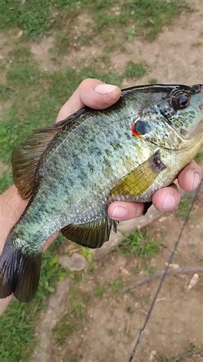 shellcracker spawning season