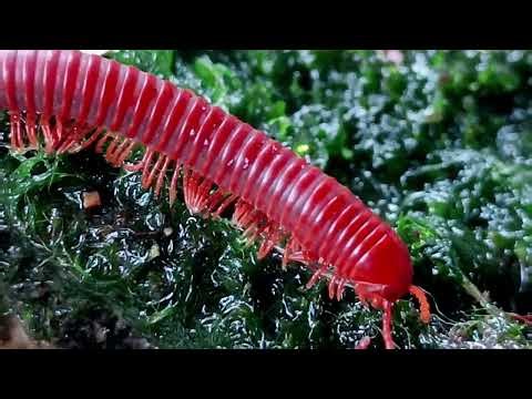 The Most Satisfying Walk in Nature (Giant Millipede ASMR)